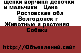 щенки йорчика.девочки и мальчики › Цена ­ 10 000 - Ростовская обл., Волгодонск г. Животные и растения » Собаки   